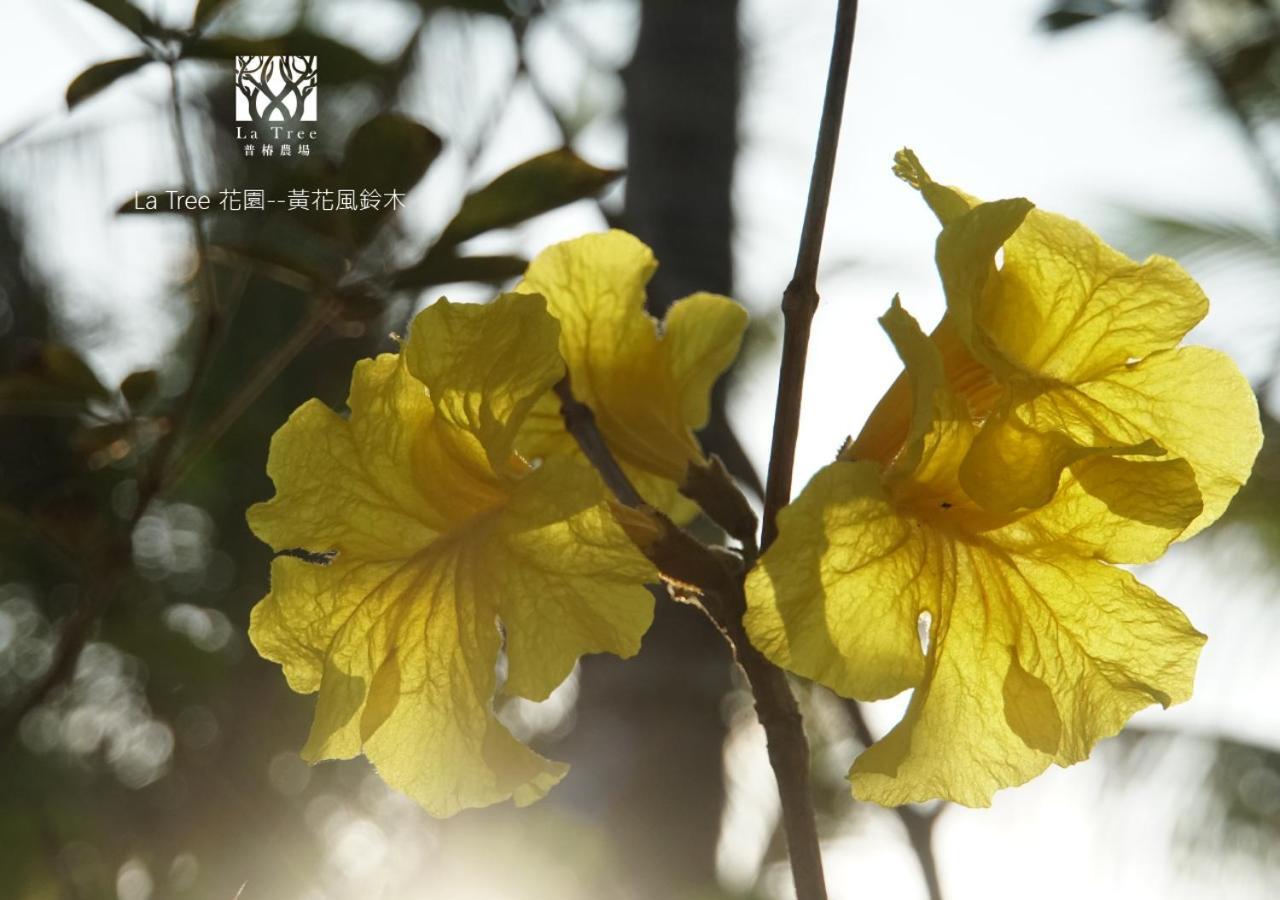 La Tree 普椿農場木子莊園 Apartment Thị trấn Đông Hà Ngoại thất bức ảnh
