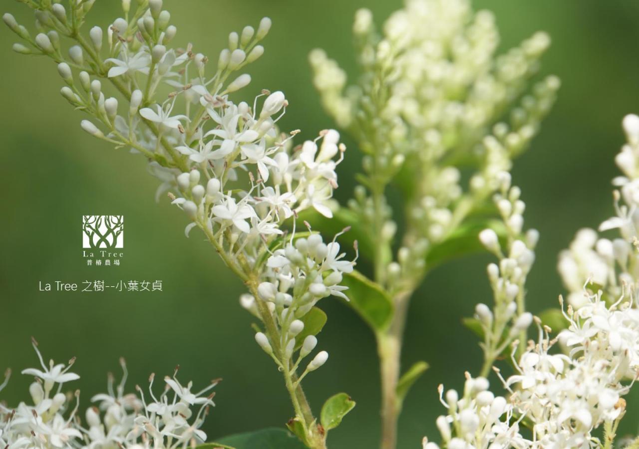La Tree 普椿農場木子莊園 Apartment Thị trấn Đông Hà Ngoại thất bức ảnh