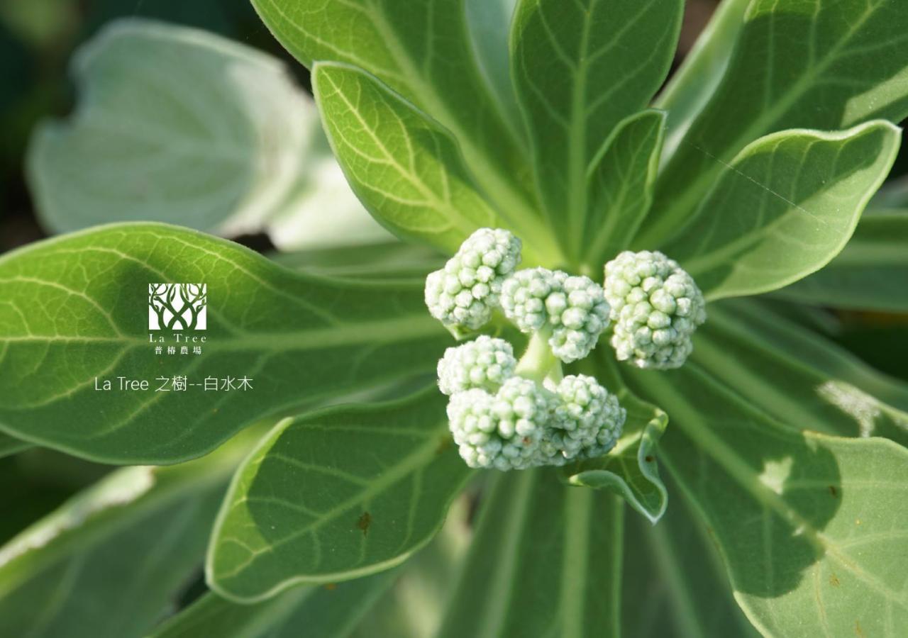 La Tree 普椿農場木子莊園 Apartment Thị trấn Đông Hà Ngoại thất bức ảnh